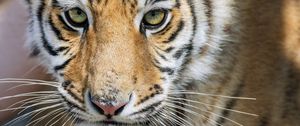 Preview wallpaper tiger, glance, predator, fur, animal