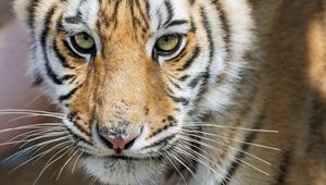 Preview wallpaper tiger, glance, predator, fur, animal