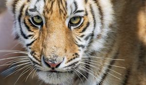 Preview wallpaper tiger, glance, predator, fur, animal