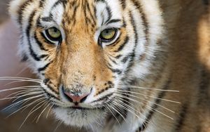 Preview wallpaper tiger, glance, predator, fur, animal
