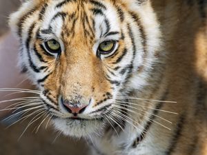 Preview wallpaper tiger, glance, predator, fur, animal