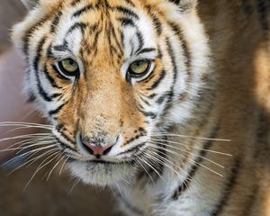 Preview wallpaper tiger, glance, predator, fur, animal