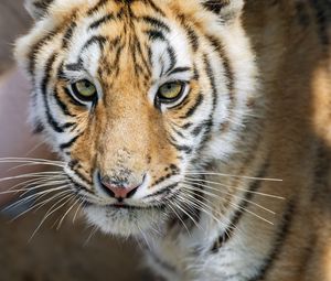 Preview wallpaper tiger, glance, predator, fur, animal