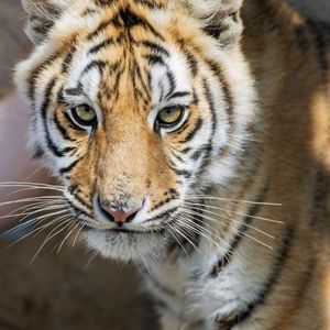 Preview wallpaper tiger, glance, predator, fur, animal