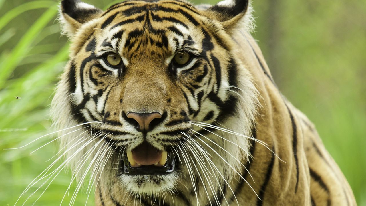 Wallpaper tiger, glance, predator, grass, big cat