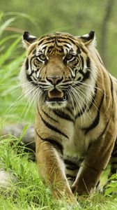 Preview wallpaper tiger, glance, predator, grass, big cat