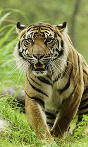 Preview wallpaper tiger, glance, predator, grass, big cat