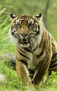 Preview wallpaper tiger, glance, predator, grass, big cat