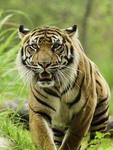 Preview wallpaper tiger, glance, predator, grass, big cat