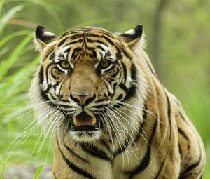Preview wallpaper tiger, glance, predator, grass, big cat