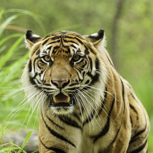 Preview wallpaper tiger, glance, predator, grass, big cat