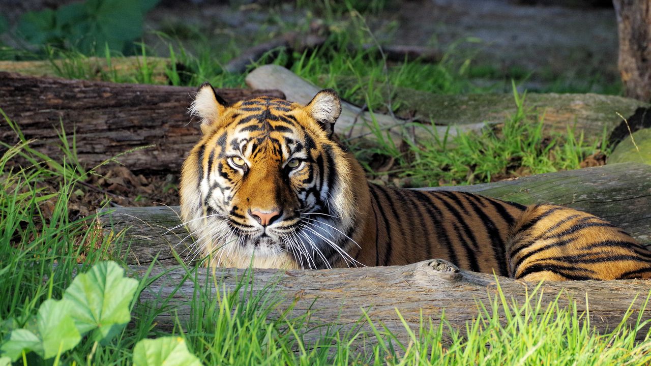 Wallpaper tiger, glance, predator, big cat hd, picture, image
