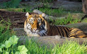 Preview wallpaper tiger, glance, predator, big cat