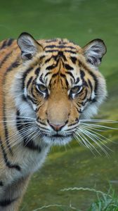 Preview wallpaper tiger, glance, predator, big cat, wild