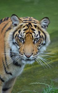 Preview wallpaper tiger, glance, predator, big cat, wild