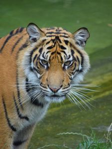 Preview wallpaper tiger, glance, predator, big cat, wild