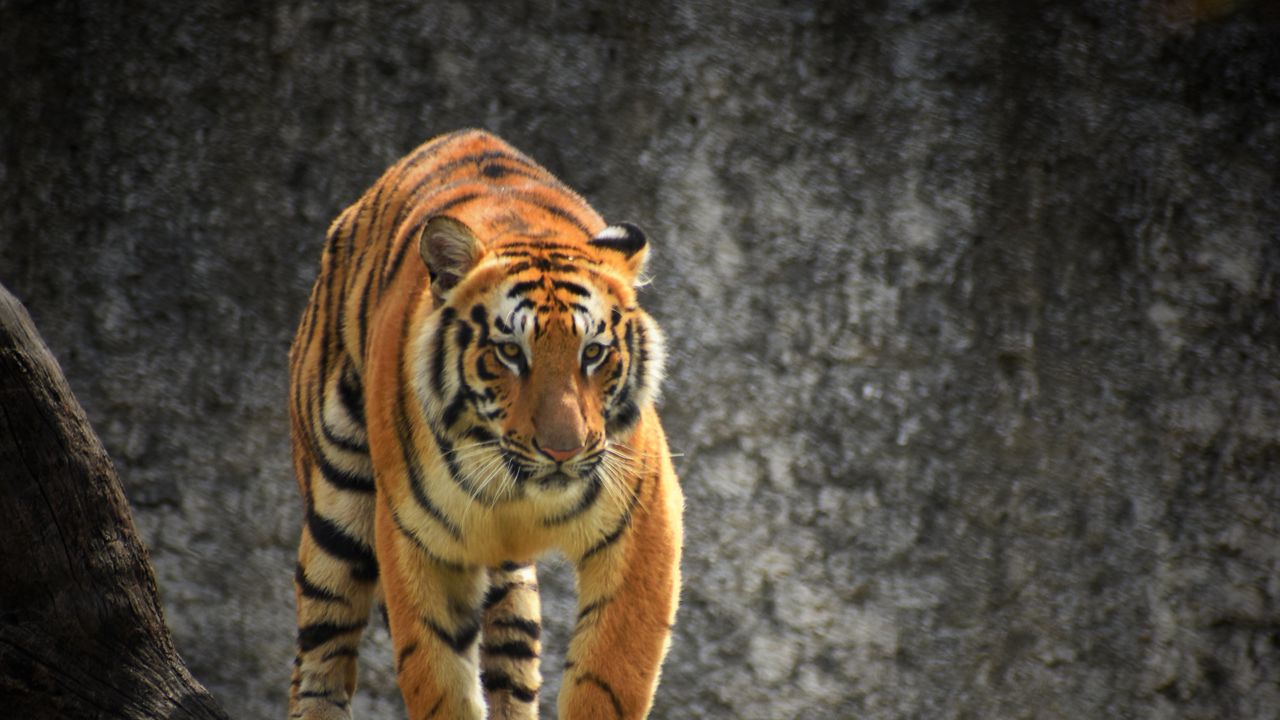 Wallpaper tiger, glance, predator, tree, big cat