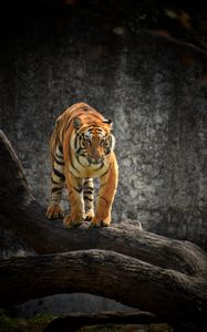 Preview wallpaper tiger, glance, predator, tree, big cat