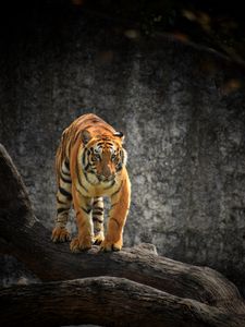 Preview wallpaper tiger, glance, predator, tree, big cat