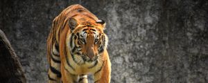 Preview wallpaper tiger, glance, predator, tree, big cat