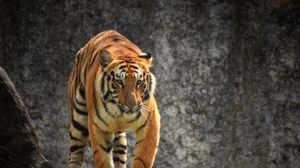 Preview wallpaper tiger, glance, predator, tree, big cat