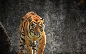 Preview wallpaper tiger, glance, predator, tree, big cat