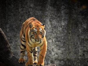 Preview wallpaper tiger, glance, predator, tree, big cat