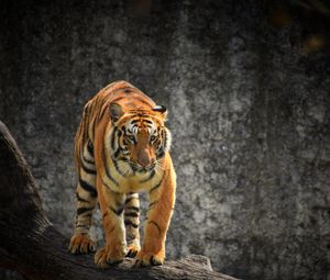 Preview wallpaper tiger, glance, predator, tree, big cat