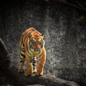 Preview wallpaper tiger, glance, predator, tree, big cat