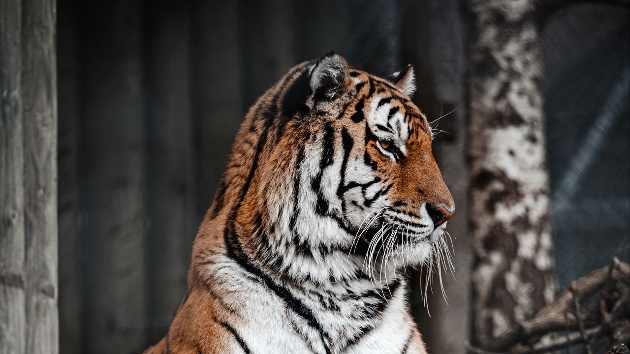 Wallpaper tiger, glance, predator, big cat, wildlife