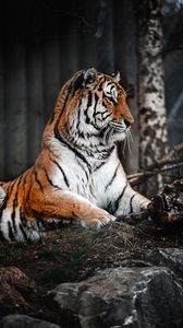 Preview wallpaper tiger, glance, predator, big cat, wildlife