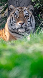 Preview wallpaper tiger, glance, predator, animal, big cat