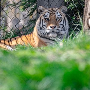 Preview wallpaper tiger, glance, predator, animal, big cat