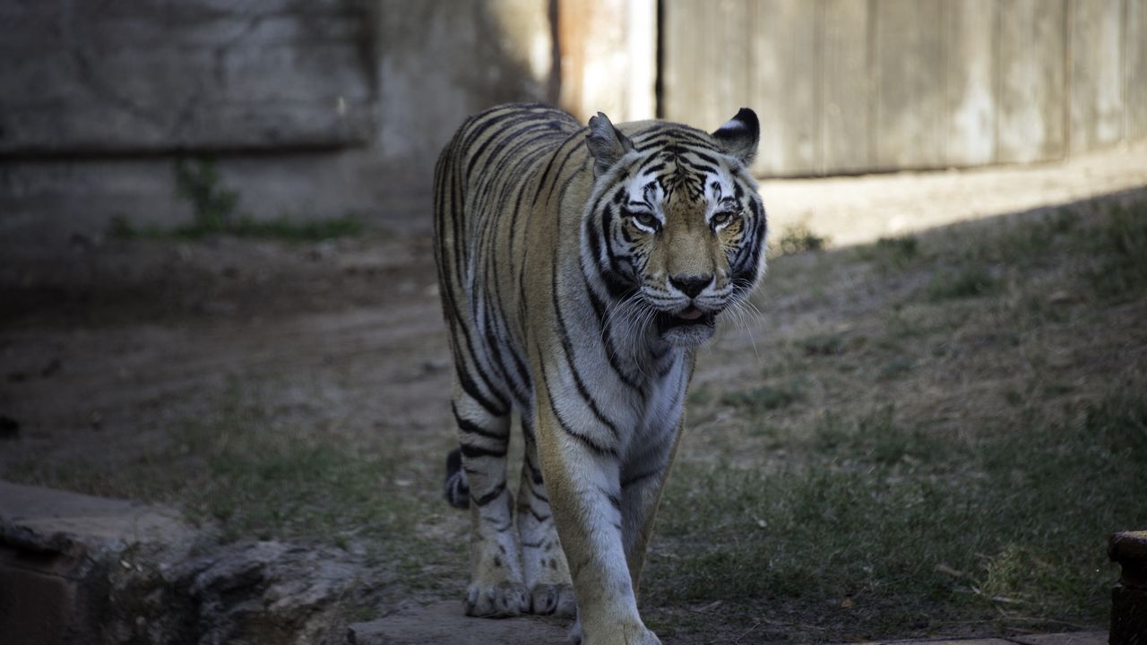 Wallpaper tiger, glance, predator, animal