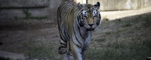 Preview wallpaper tiger, glance, predator, animal