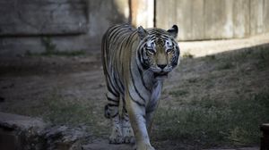 Preview wallpaper tiger, glance, predator, animal