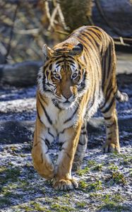 Preview wallpaper tiger, glance, predator, big cat, wild nature, animal