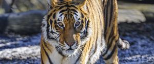 Preview wallpaper tiger, glance, predator, big cat, wild nature, animal