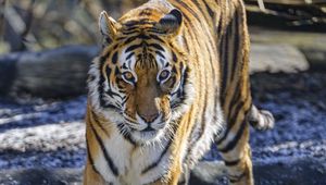 Preview wallpaper tiger, glance, predator, big cat, wild nature, animal