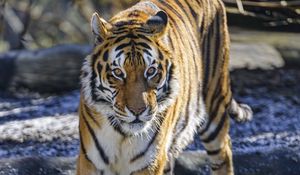 Preview wallpaper tiger, glance, predator, big cat, wild nature, animal