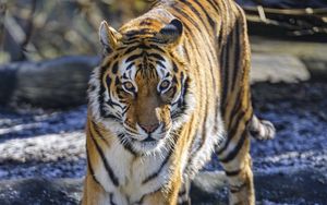 Preview wallpaper tiger, glance, predator, big cat, wild nature, animal