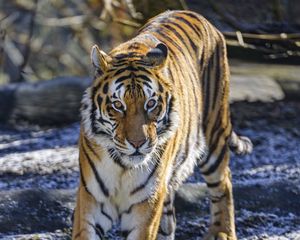 Preview wallpaper tiger, glance, predator, big cat, wild nature, animal