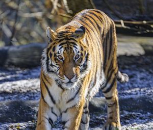 Preview wallpaper tiger, glance, predator, big cat, wild nature, animal