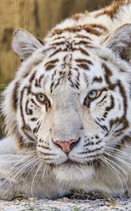 Preview wallpaper tiger, glance, predator, animal, white