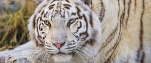 Preview wallpaper tiger, glance, predator, animal, white