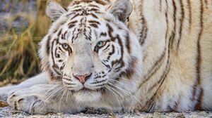 Preview wallpaper tiger, glance, predator, animal, white