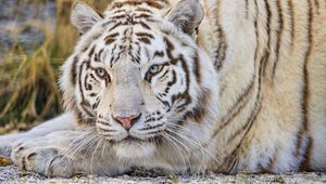 Preview wallpaper tiger, glance, predator, animal, white