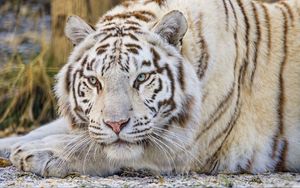 Preview wallpaper tiger, glance, predator, animal, white