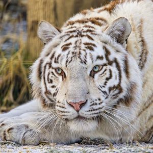 Preview wallpaper tiger, glance, predator, animal, white