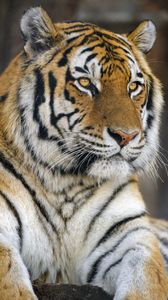 Preview wallpaper tiger, glance, predator, wildlife